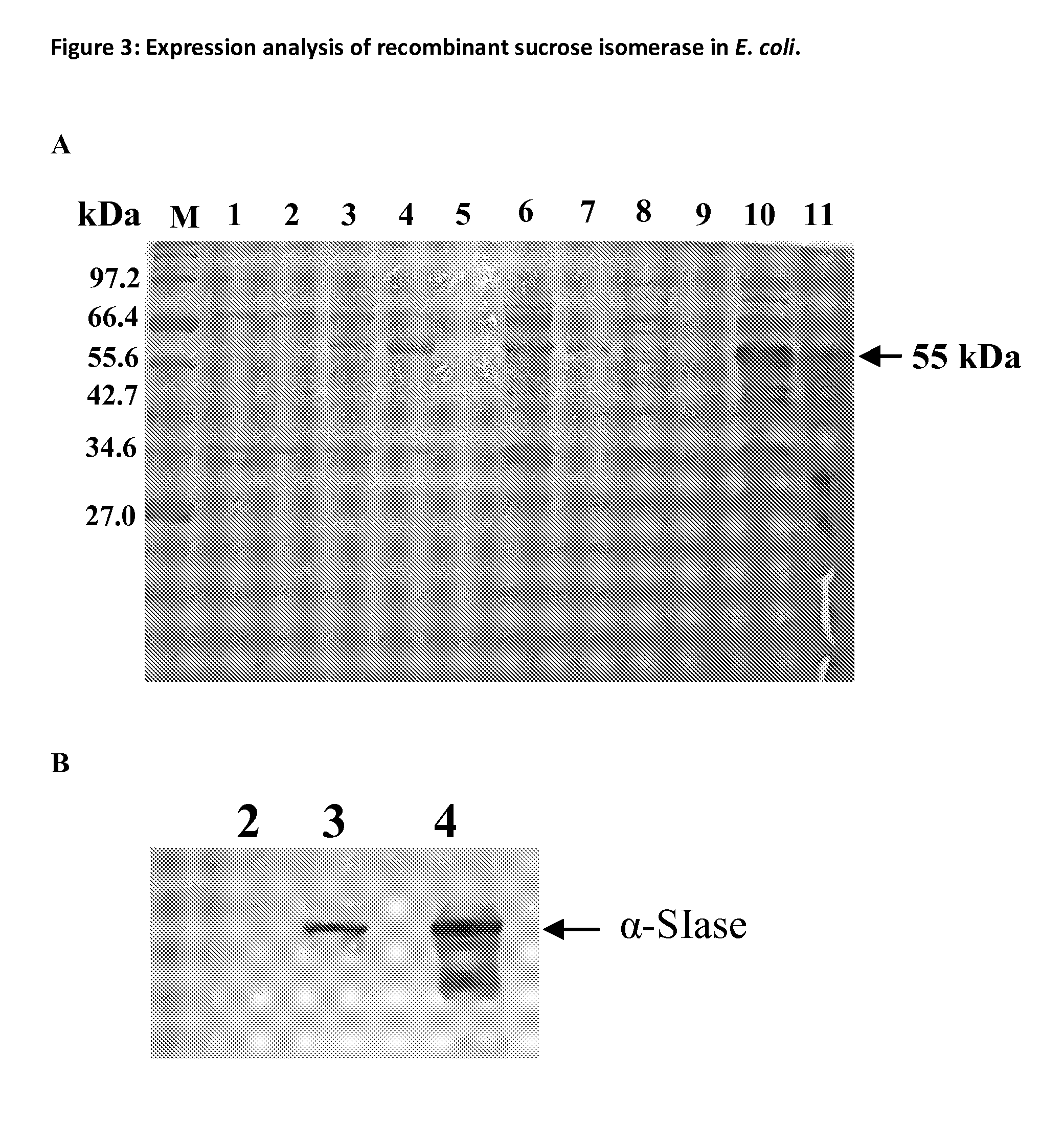 Method of Production of Rare Disaccharides