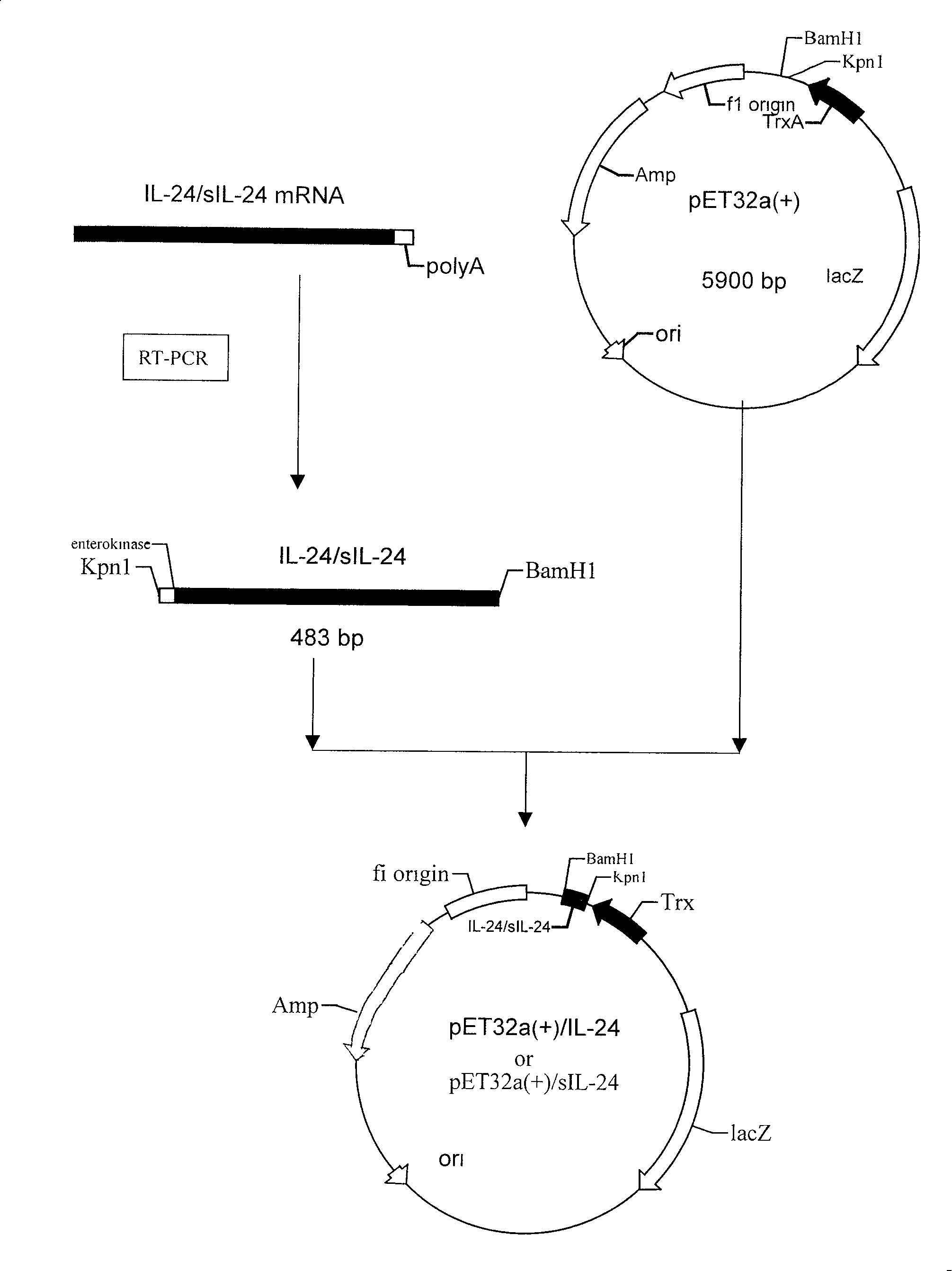 Process for preparing human leucocyte interleukin 24 by genetic engineering and it expressing carrier and engineering bacterium