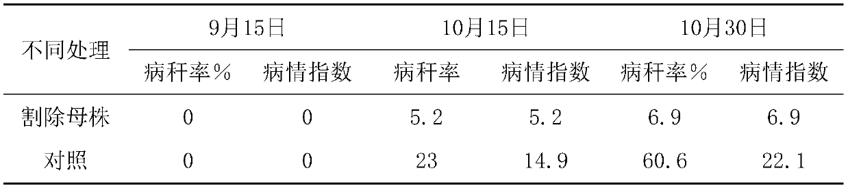 A method for alleviating diseases and improving yield in water chestnut cultivation