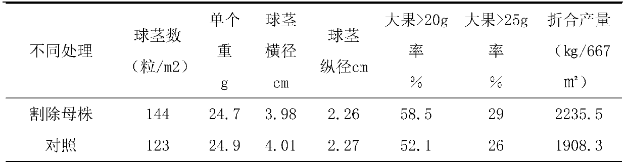 A method for alleviating diseases and improving yield in water chestnut cultivation