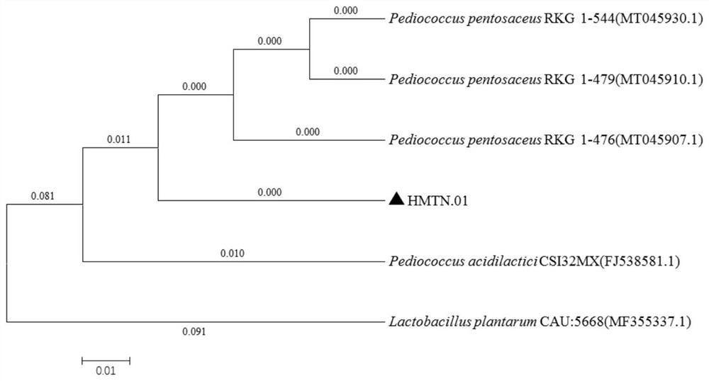 A kind of donkey milk-derived Pediococcus pentosacea and its application