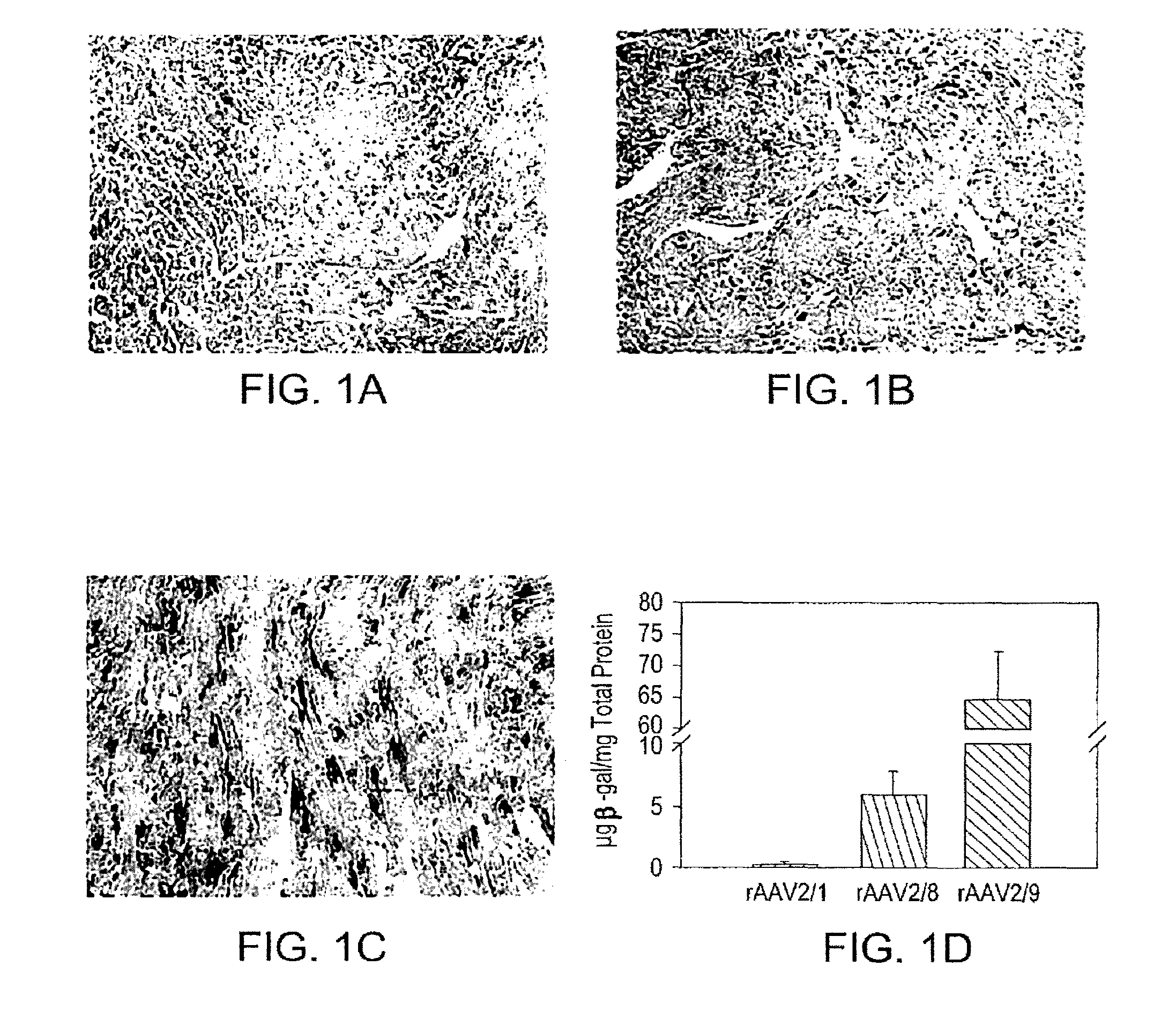 Compositions and methods for treating diseases