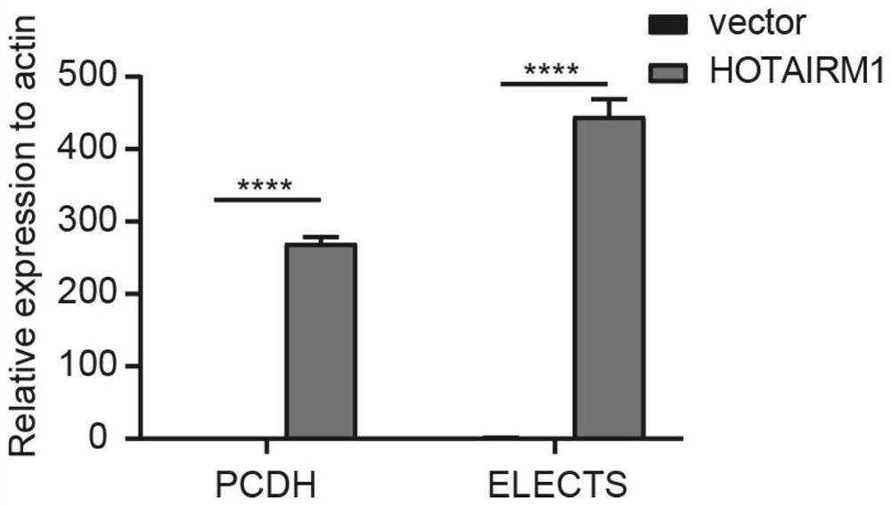 Cloning vector for efficient and stable over-expression of long chain non-coding RNA, and application of cloning vector