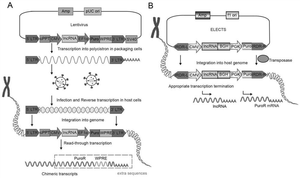 Cloning vector for efficient and stable over-expression of long chain non-coding RNA, and application of cloning vector