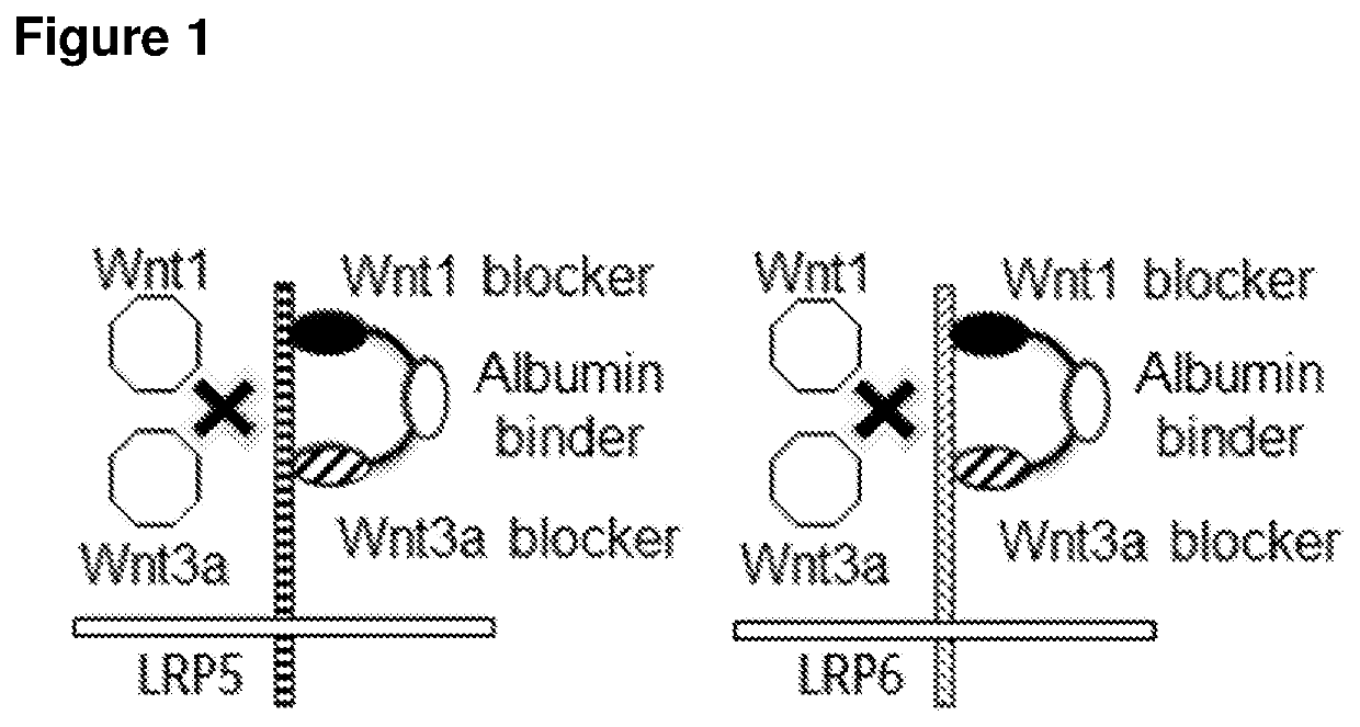 Biparatopic polypeptides antagonizing Wnt signaling in tumor cells