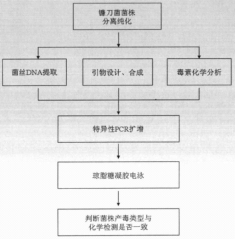 Molecular detection method and application for zearalenone toxin