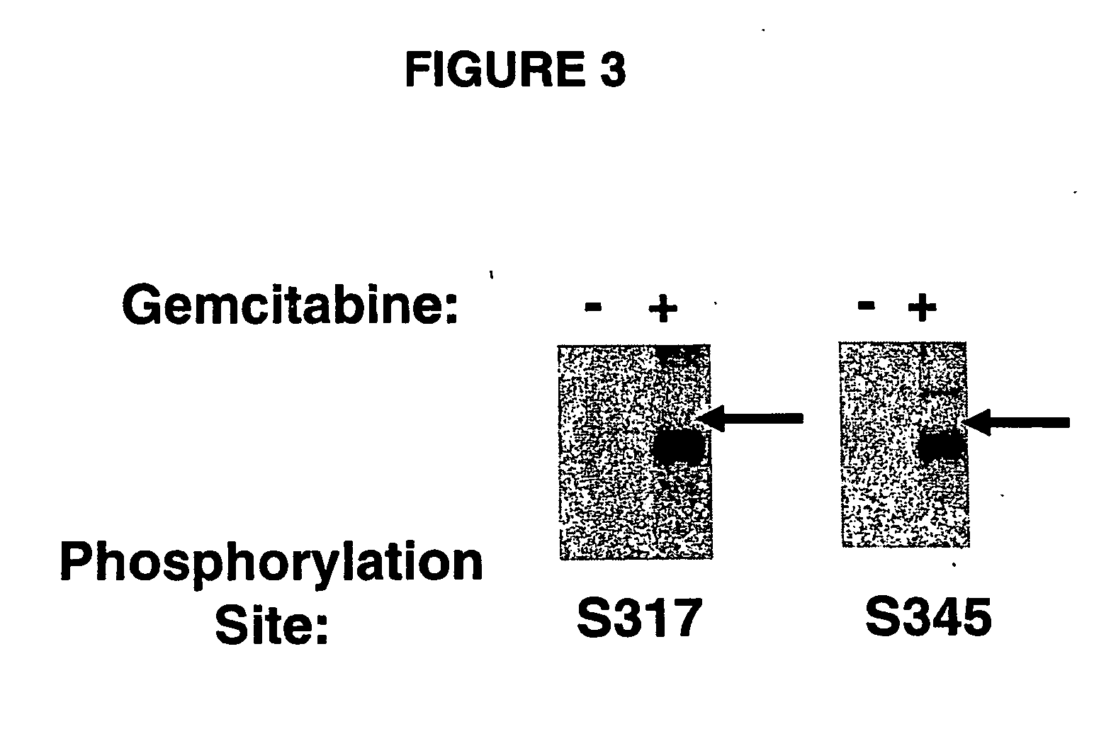 Use of chk1 inhibitors to control cell proliferation