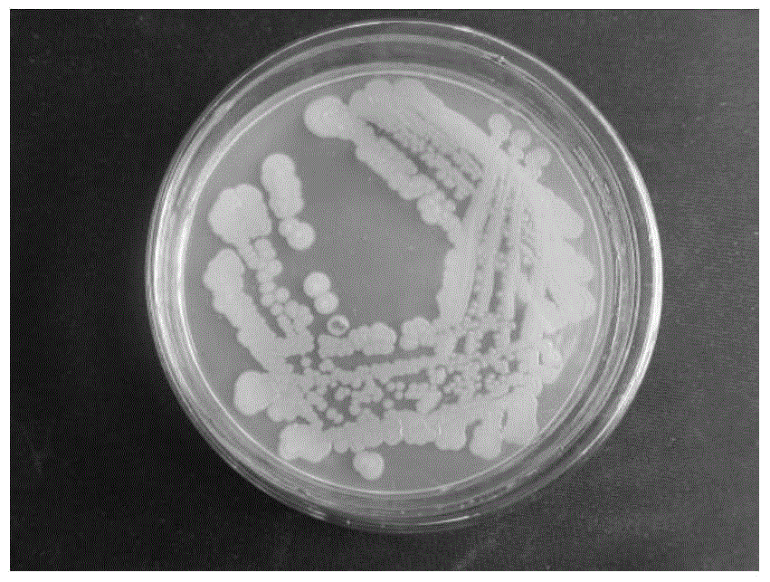 An endophytic Bacillus megaterium and its application in repairing quinclorac phytotoxicity