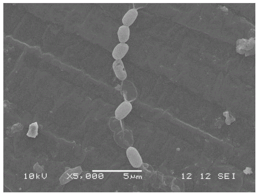 An endophytic Bacillus megaterium and its application in repairing quinclorac phytotoxicity