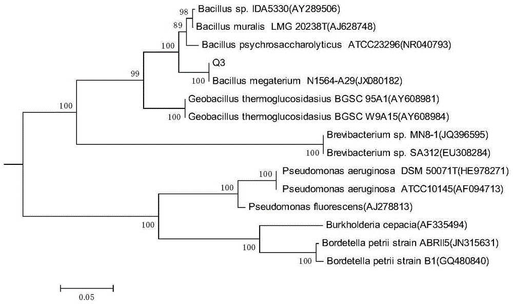 An endophytic Bacillus megaterium and its application in repairing quinclorac phytotoxicity