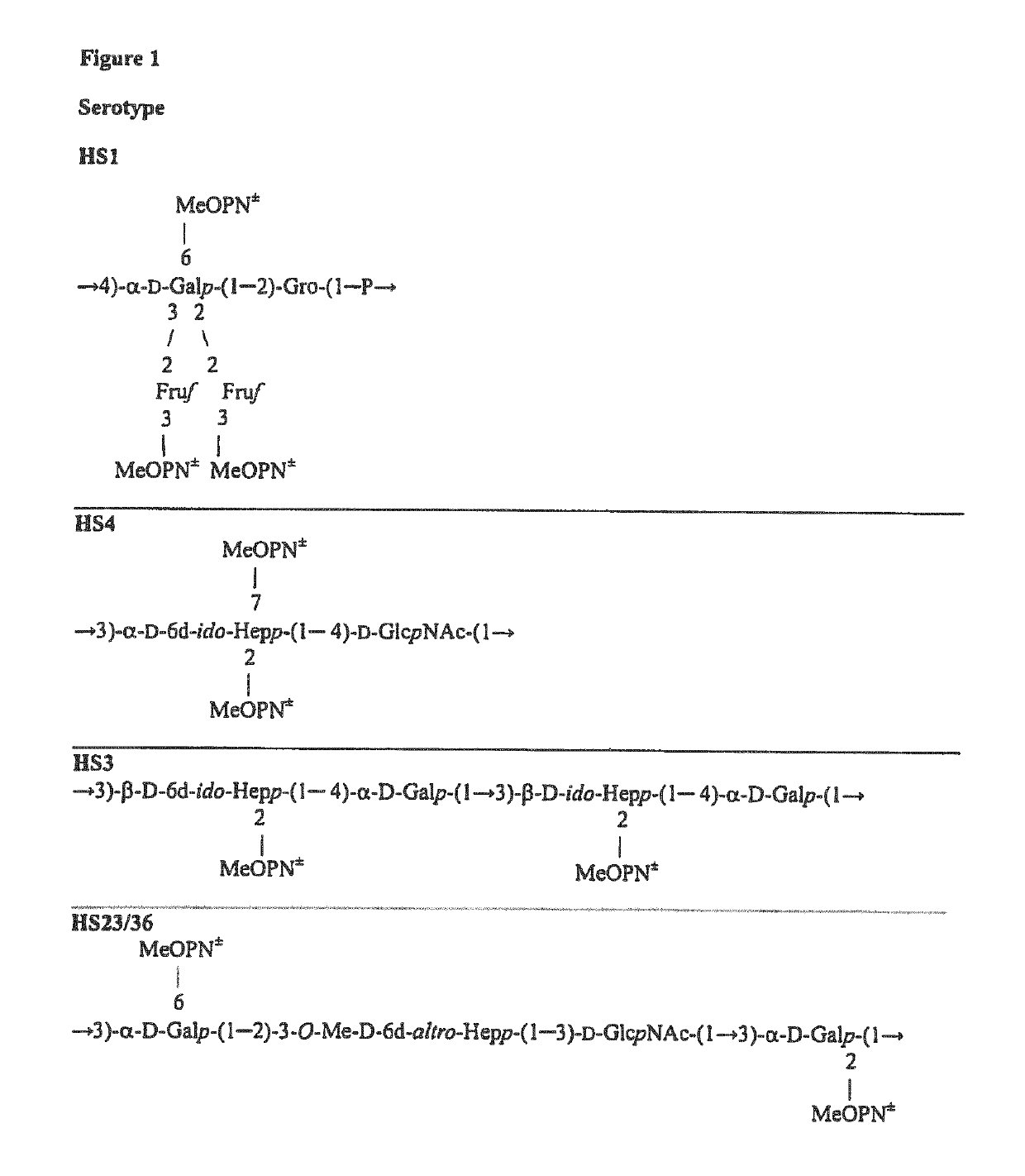 Synthetic antigen constructs against campylobacter jejuni