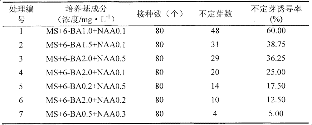 Culture medium for culturing lilium pumilum tissues