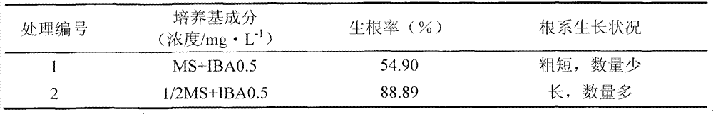 Culture medium for culturing lilium pumilum tissues