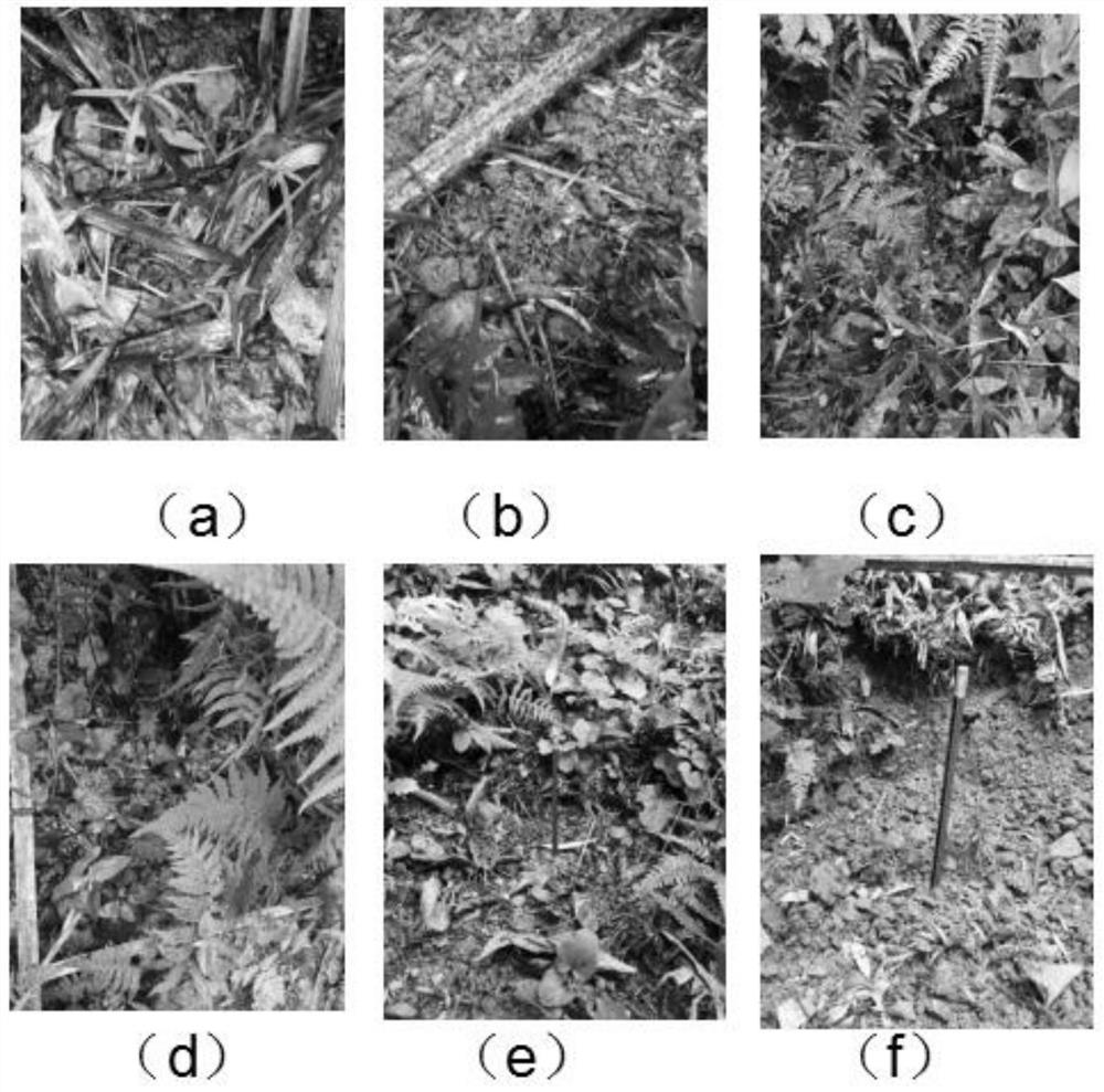 Method for increasing survival rate of seedlings of true bud seedlings in taxus chinensis var mairei natural population