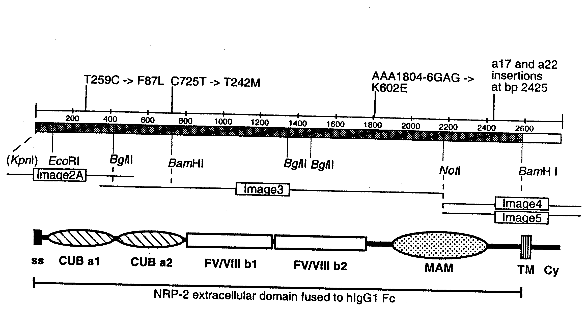 Neuropilin/VEGF-C/VEGFR-3 Materials and Methods