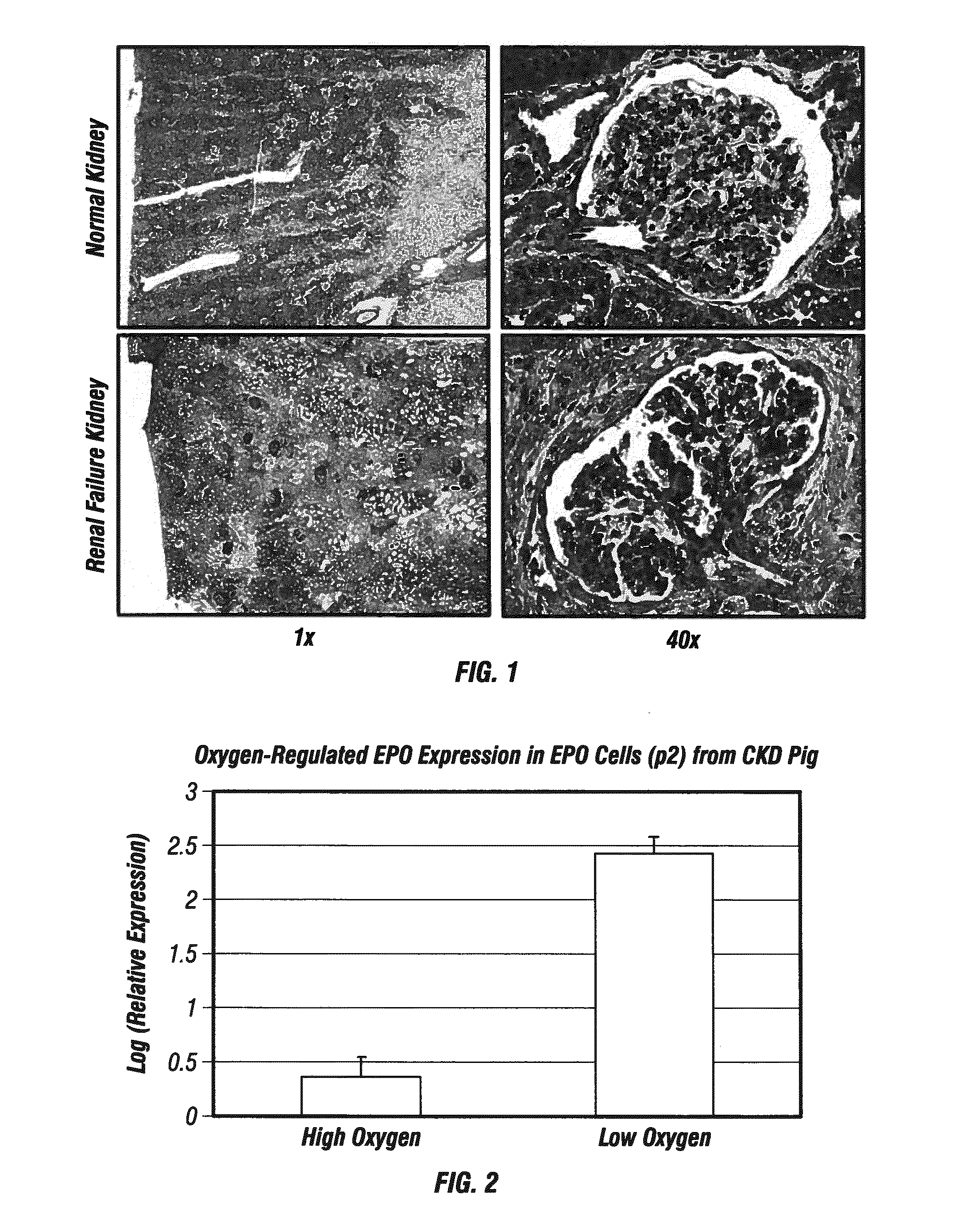 Isolated Renal Cells and Uses Thereof
