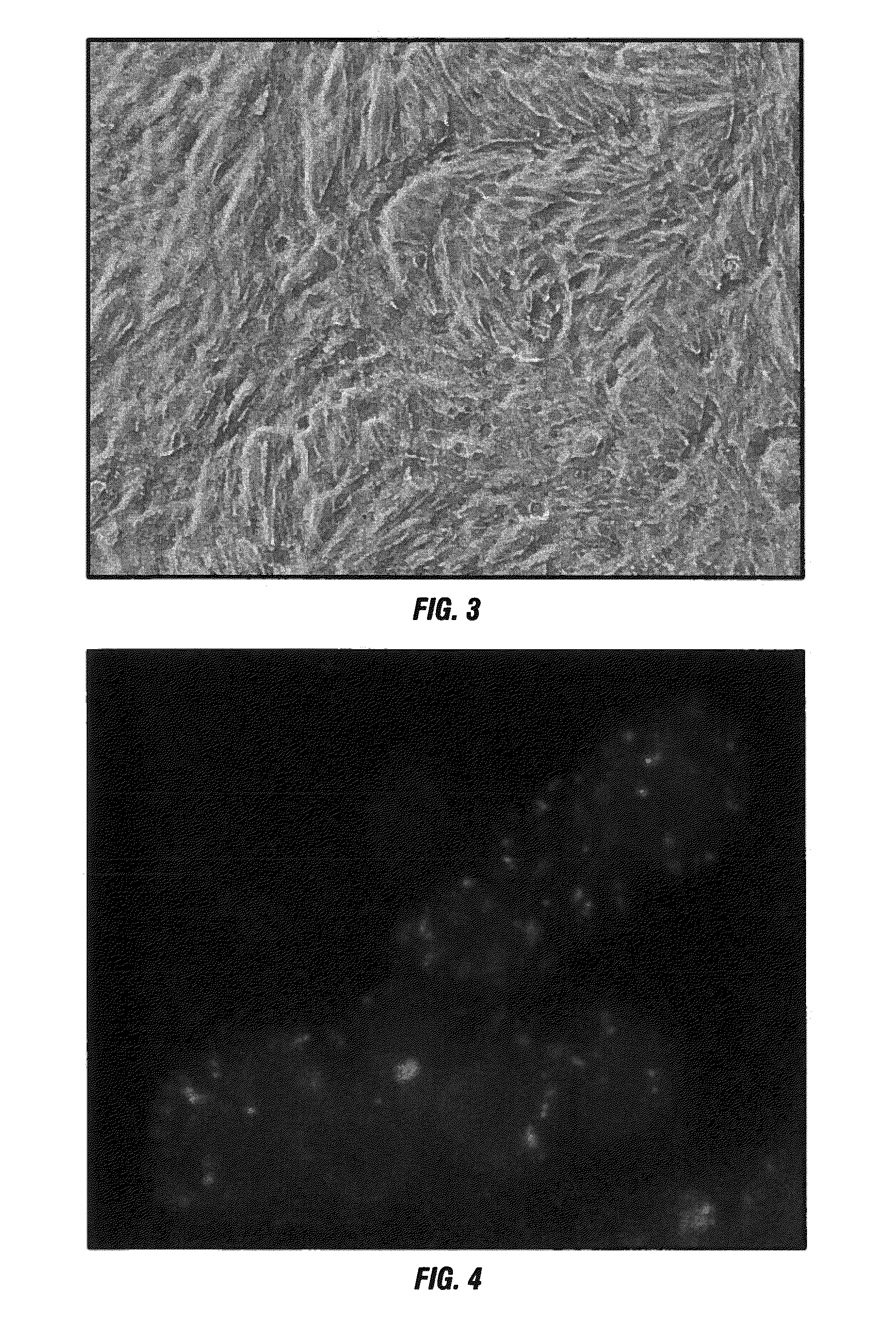 Isolated Renal Cells and Uses Thereof