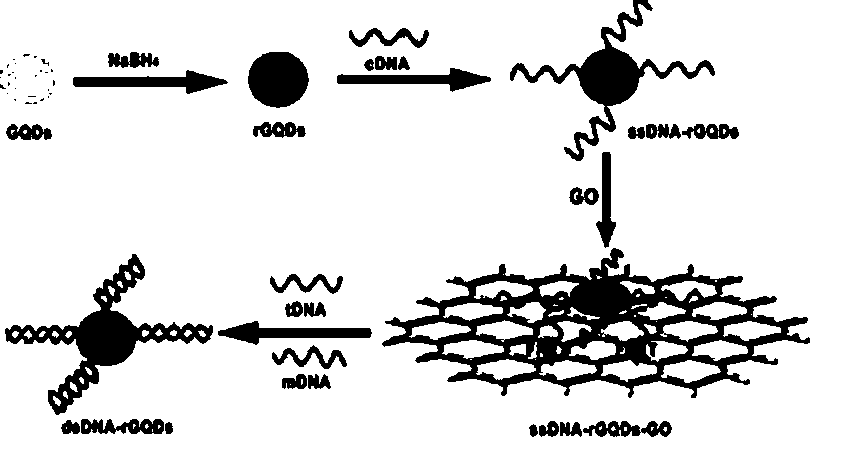 Preparation method of fluorescence probe and applications of the fluorescence probe
