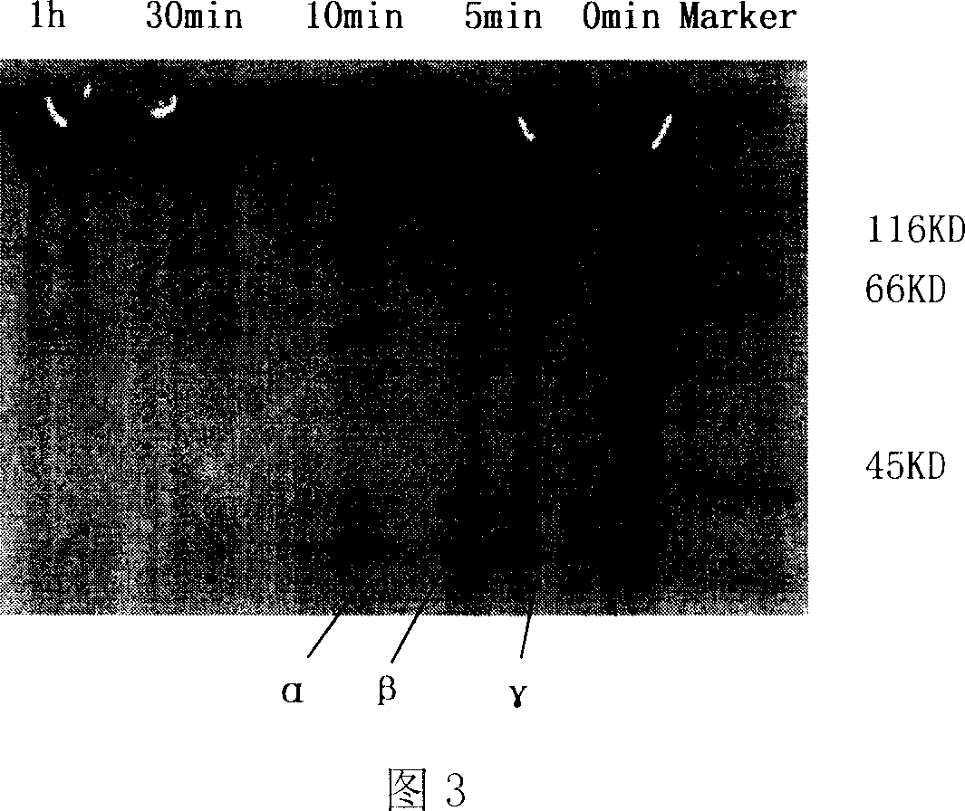 Snake venom thrombin-like enzyme and its encoding gene and application