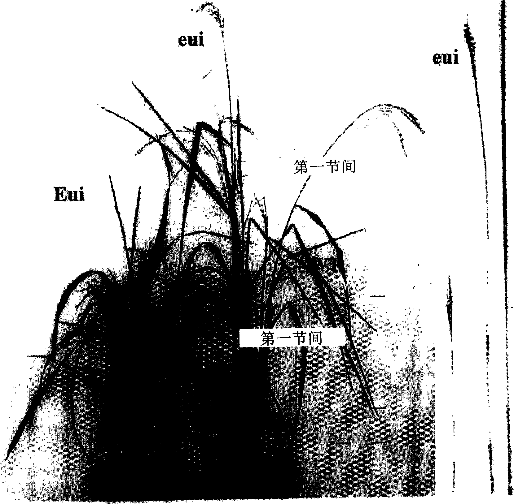 Paddy rice stalk extension gene, coded protein and application thereof