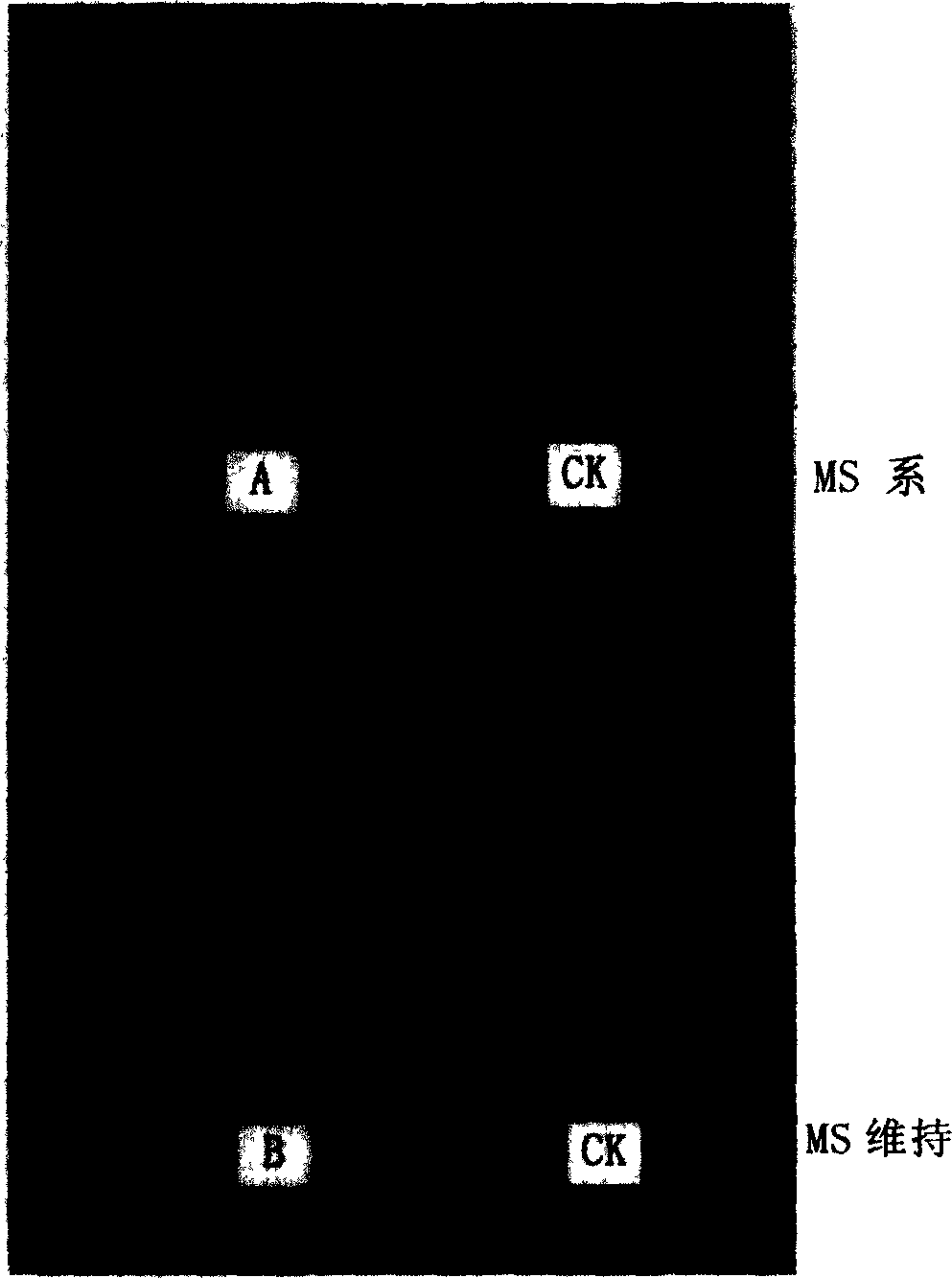 Paddy rice stalk extension gene, coded protein and application thereof