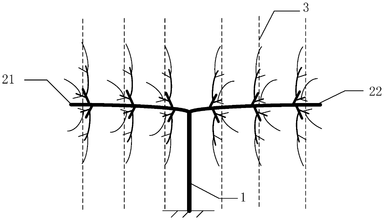 T-shaped grape tree shape and forming method thereof