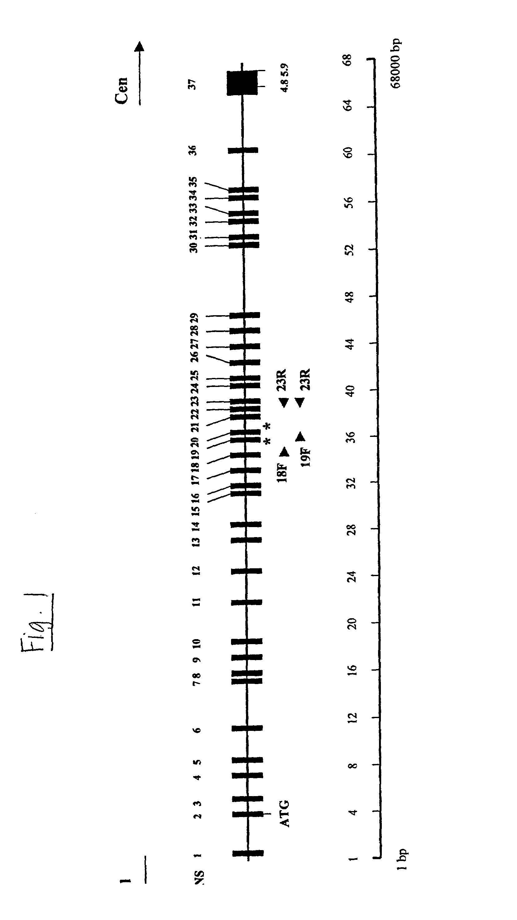 Gene for identifying individuals with familial dysautonomia