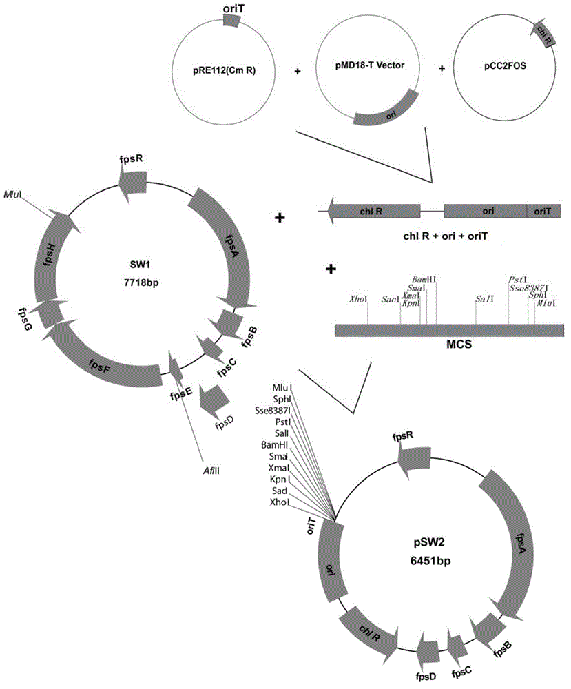 Shuttle plasmid pSW2 based on phage as well as preparation method and application of shuttle plasmid pSW2