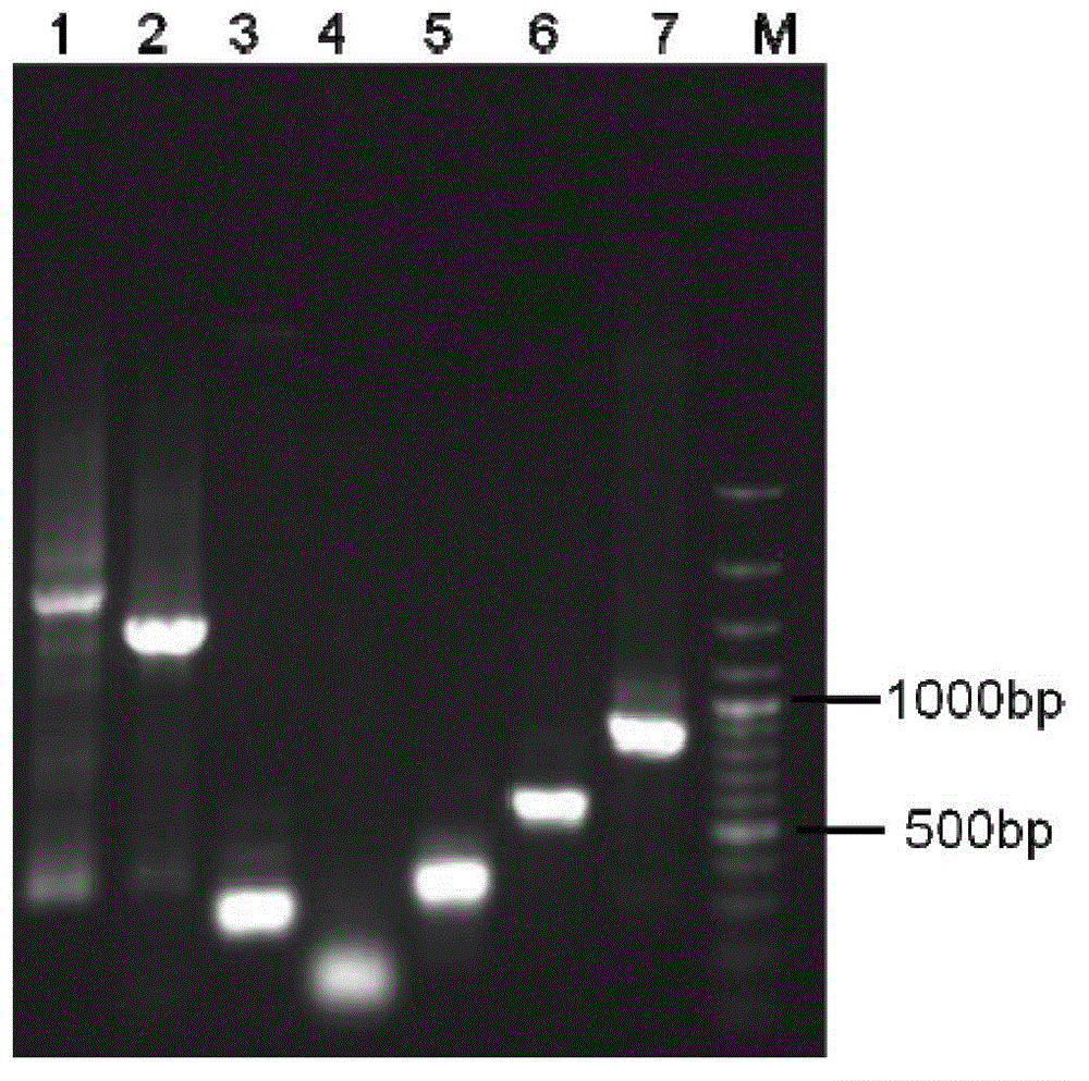 Shuttle plasmid pSW2 based on phage as well as preparation method and application of shuttle plasmid pSW2