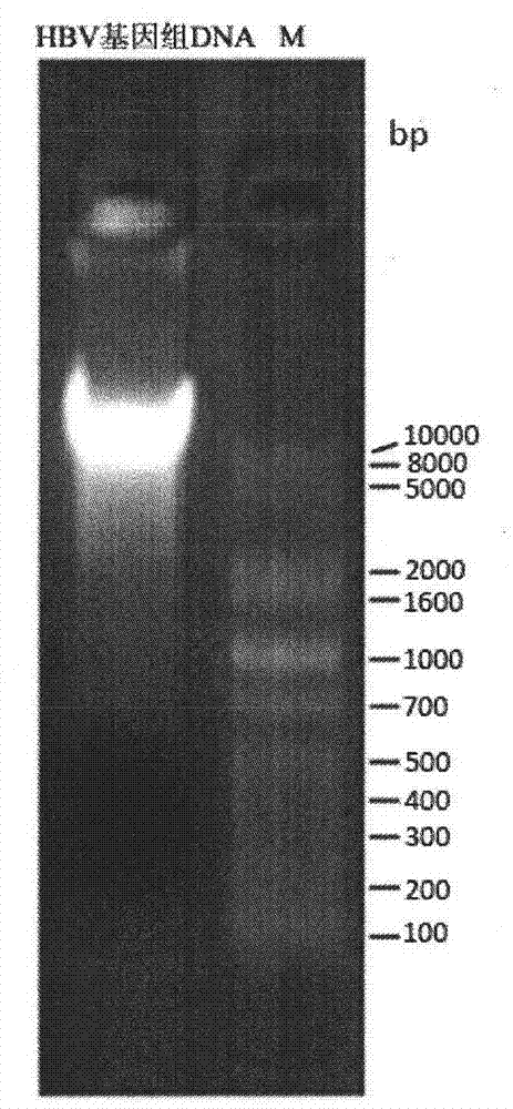 siRNA molecule for interfering HBV gene and antiviral application thereof