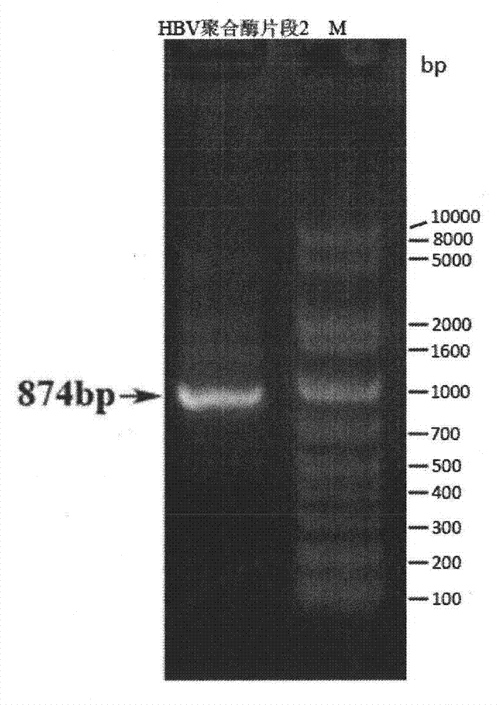 siRNA molecule for interfering HBV gene and antiviral application thereof