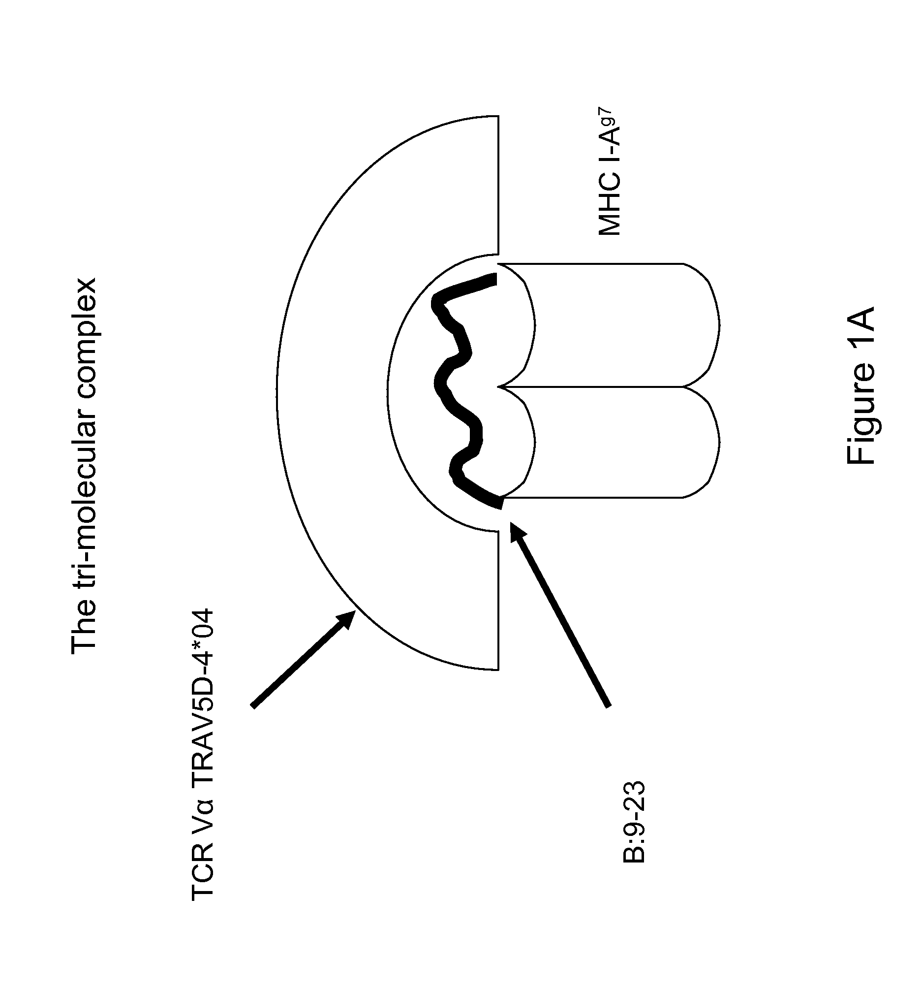 Therapeutic compositions and methods for the prevention of autoimmune diseases