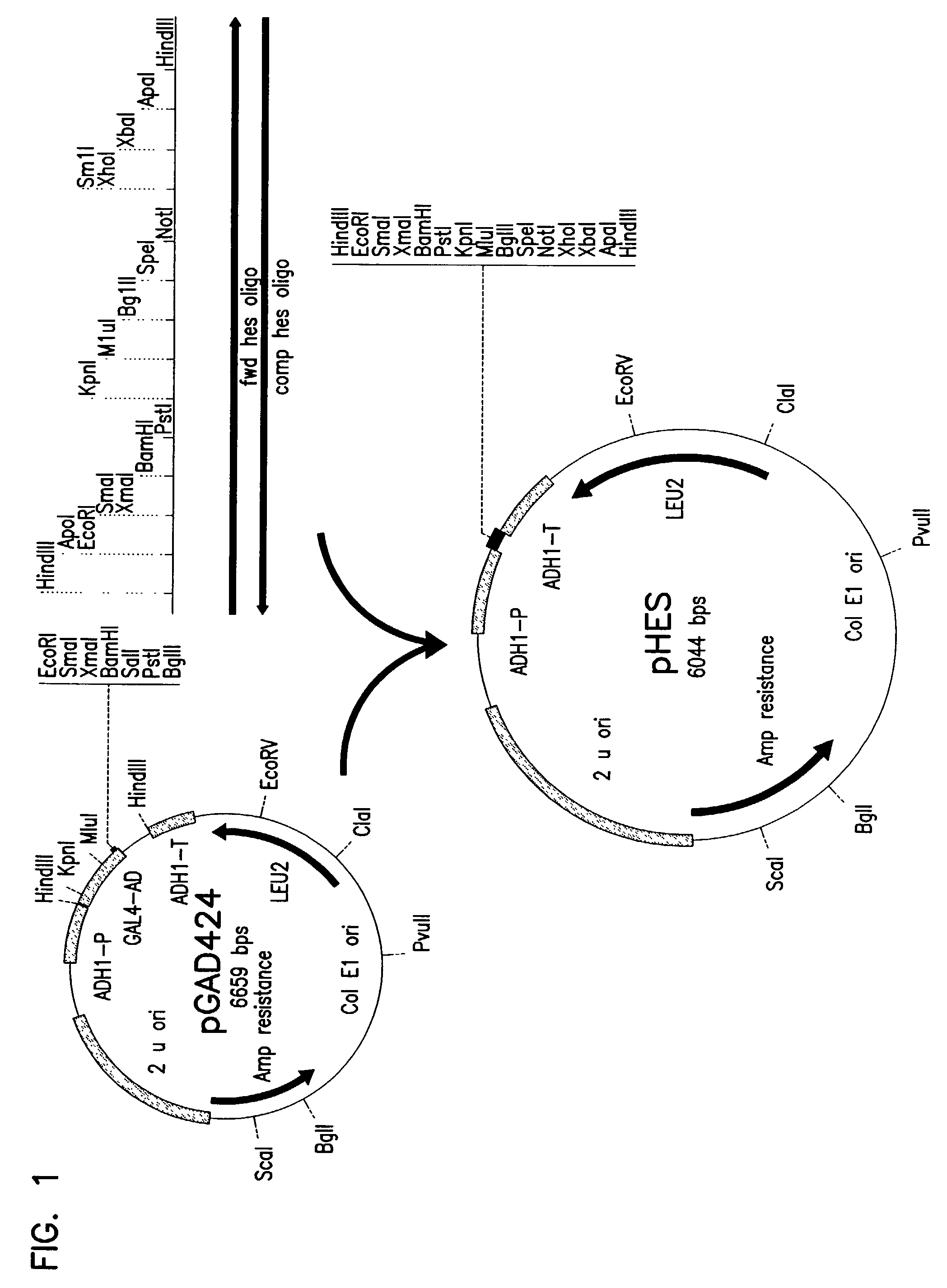 Methods for the synthesis of lactic acid using crabtree-negative yeast transformed with the lactate dehydrogenase gene