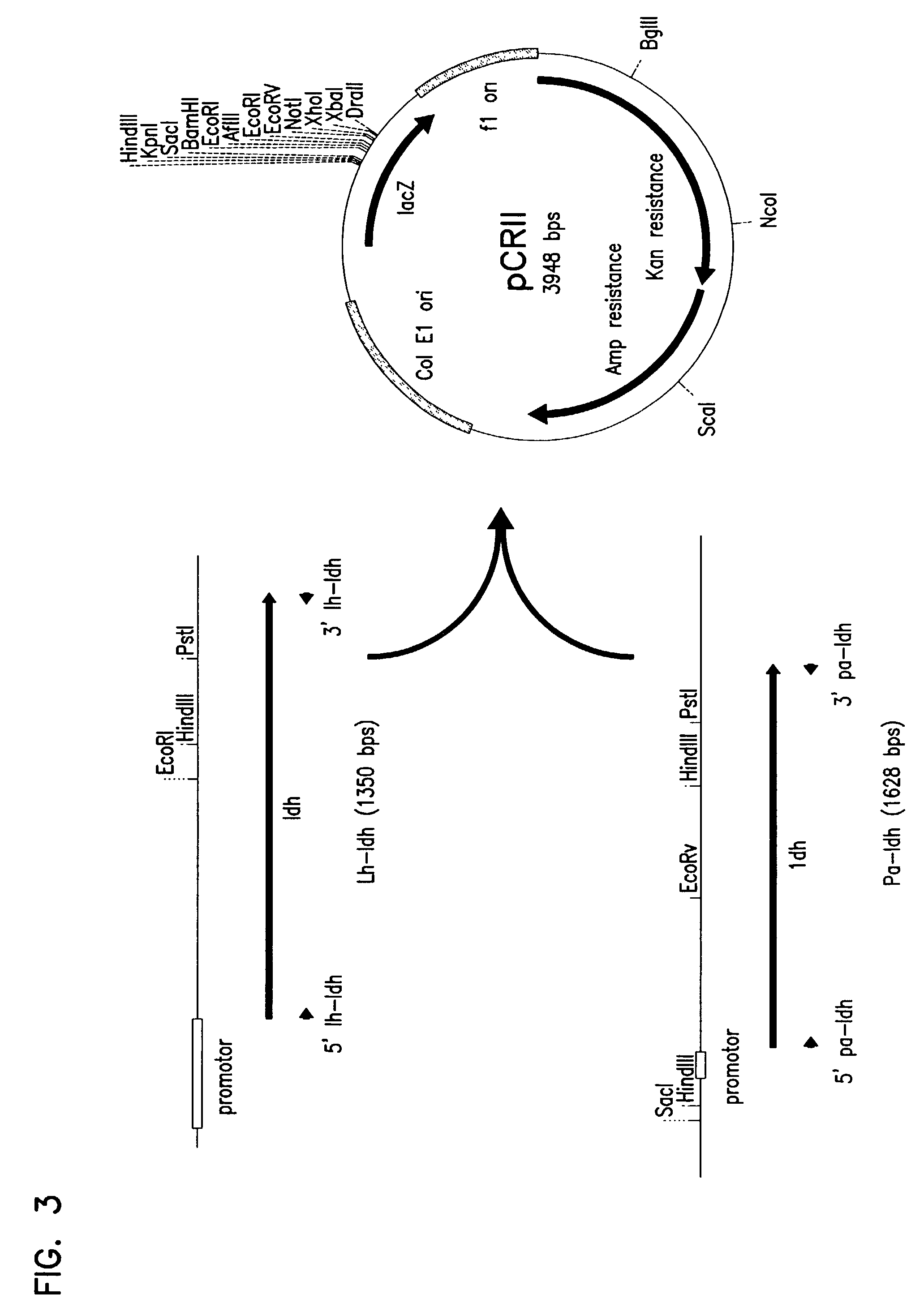 Methods for the synthesis of lactic acid using crabtree-negative yeast transformed with the lactate dehydrogenase gene