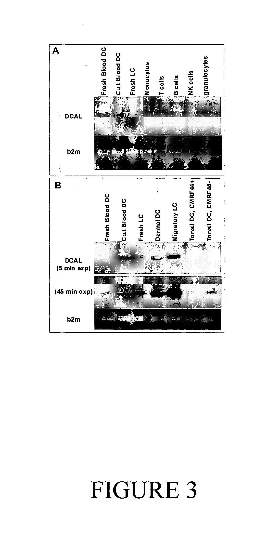 Novel polynucleotides and uses therefor