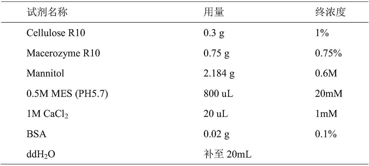 Preparation method of sorghum protoplast, and conversion method of prepared protoplast