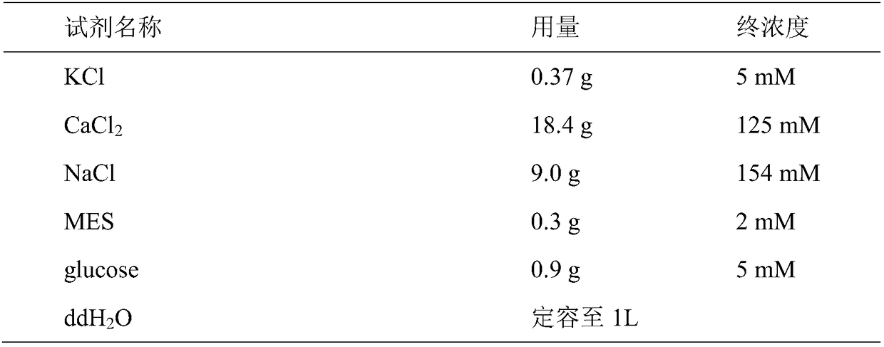 Preparation method of sorghum protoplast, and conversion method of prepared protoplast