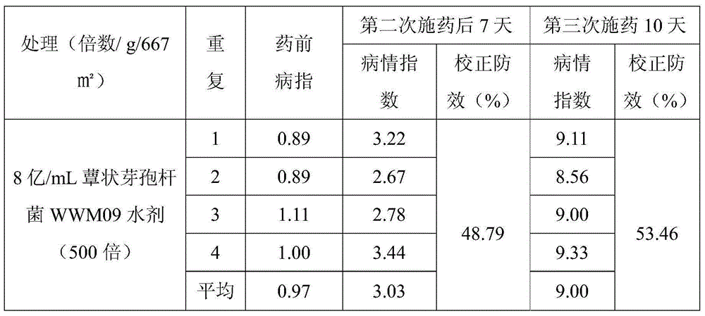 Bacillus mycoides strain and application thereof