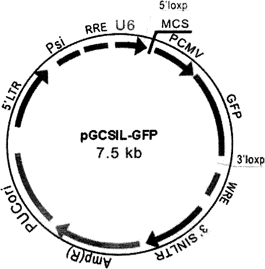 Construction of recombined lentivirus vector aiming at PKC gamma gene RNA interference and application thereof