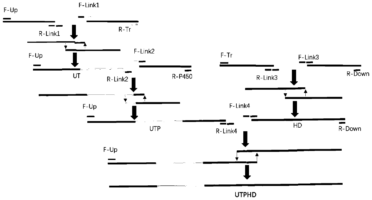 High-expression cytochrome P450 monooxygenase aspergillus ochraceus strain and construction method and application thereof