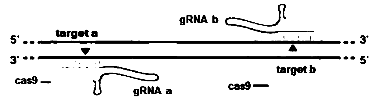Method for knocking out zebrafish slc26a4 gene
