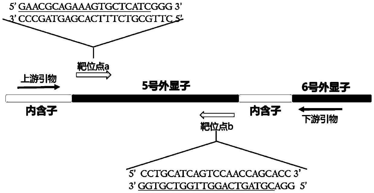 Method for knocking out zebrafish slc26a4 gene