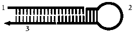 Method for rapid reverse transcription of micro ribonucleic acid (RNA) library