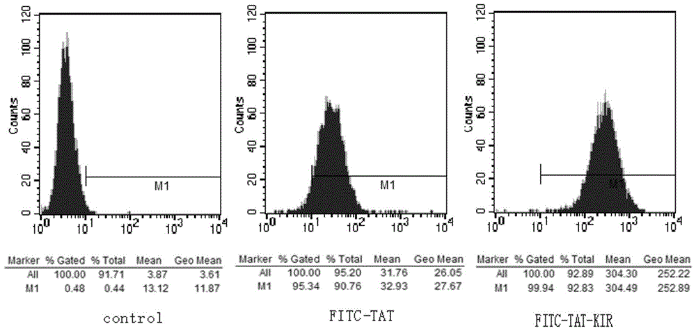 A fusion peptide regulating stat3 phosphorylation and its application