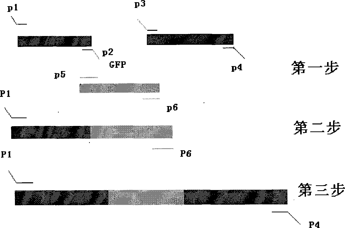 Reporting bacterial strain sensitive to oxidation-reduction cycle reactant and preparation method thereof
