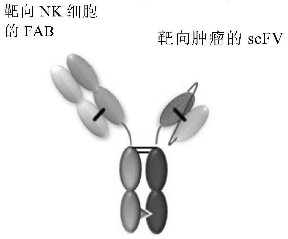 Proteins binding NKG2D, CD16, and EGFR, CCR4, or PD-L1