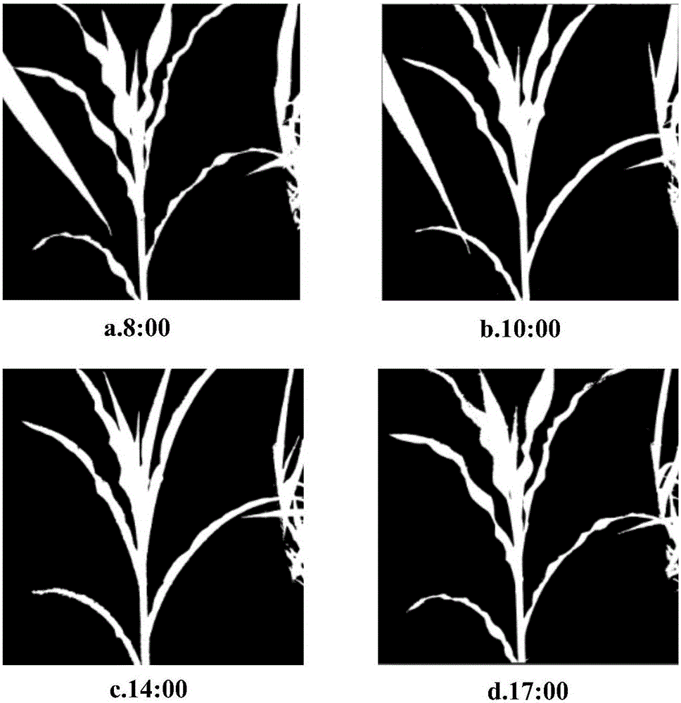 Crop plant water stress phenotype detection method based on image processing