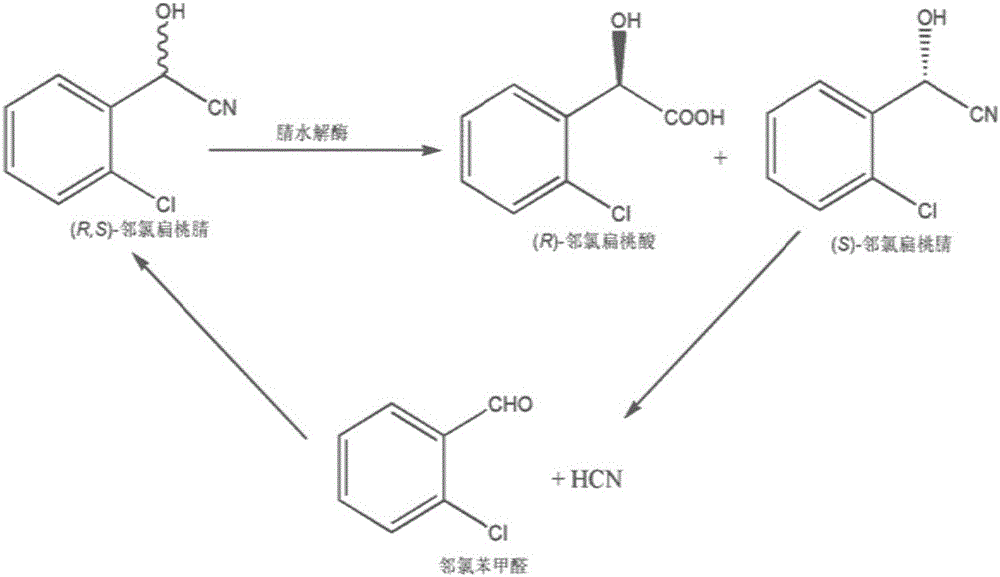 Biological synthesis method of (R)-o-chloromandelic acid
