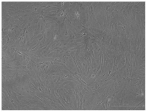 Isolation and culture of preadipocytes from croaker and its induction method