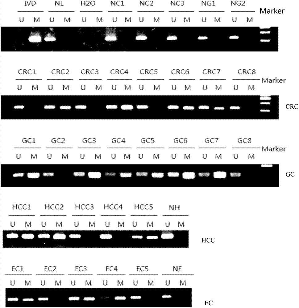 Primer pair and kit for detecting methylation state of DNA at cell DACH1 gene promoter region